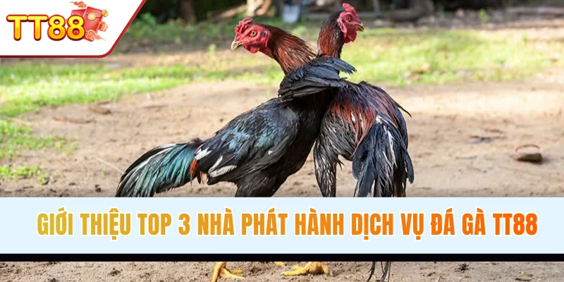 Giới thiệu top 3 nhà phát hành cho sảnh đá gà TT88