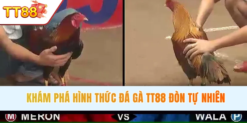 Khám phá hình thức đá gà đòn tự nhiên